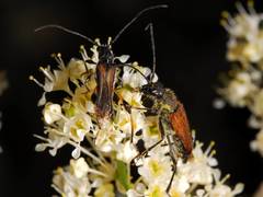 Callimoxys fuscipennis