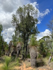 Xylomelum cunninghamianum