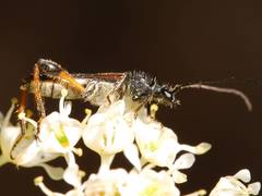 Callimoxys fuscipennis