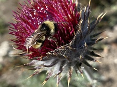 Bombus californicus