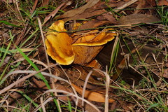 Austropaxillus