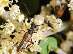 Callimoxys fuscipennis