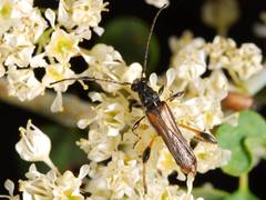 Callimoxys fuscipennis