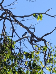 Coracina novaehollandiae