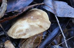 Lactifluus leonardii