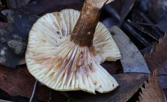 Lactifluus leonardii