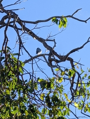 Coracina novaehollandiae