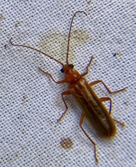 Rhagonycha translucida