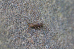 Orchesella quinquefasciata