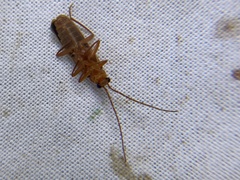 Rhagonycha translucida