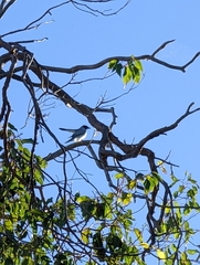 Coracina novaehollandiae