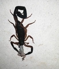 Centruroides fulvipes