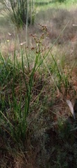 Juncus acutiflorus