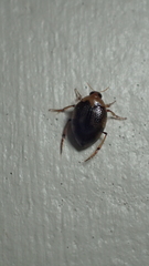 Haliplidae