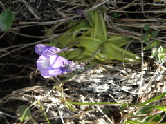 Pinguicula leptoceras