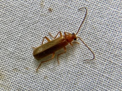 Rhagonycha translucida