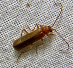 Rhagonycha translucida