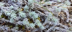 Castroviejoa frigida