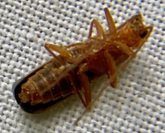 Rhagonycha translucida