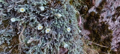 Castroviejoa frigida