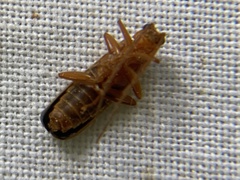 Rhagonycha translucida