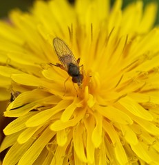 Sphegina