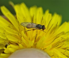 Sphegina