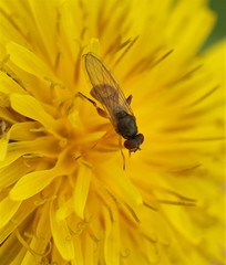 Sphegina