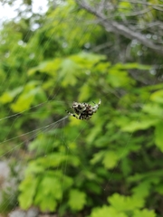 Araneus bicentenarius
