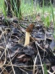 Verpa bohemica