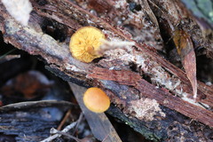 Gymnopilus austropicreus