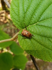 Hoplia trifasciata