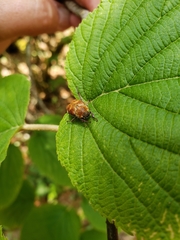 Hoplia trifasciata
