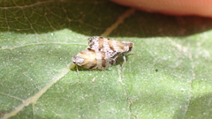 Tachycixius pilosus