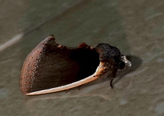 Gonodonta holosericea