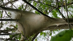 Malacosoma americana