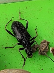 Rhagiini
