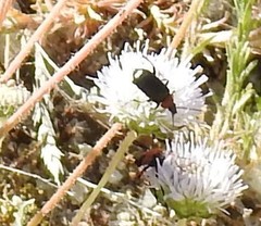Jasione sessiliflora