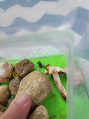 Rhagiini