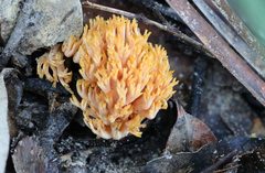 Ramaria anziana