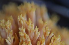 Ramaria anziana