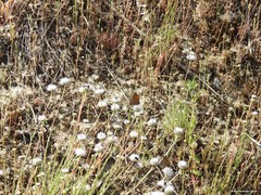 Jasione sessiliflora