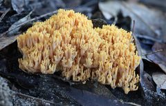 Ramaria anziana