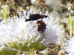 Jasione sessiliflora