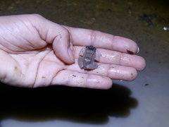 Leptodactylus knudseni