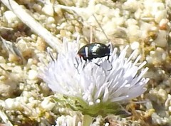Jasione sessiliflora