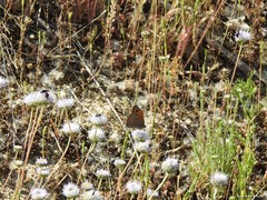 Jasione sessiliflora