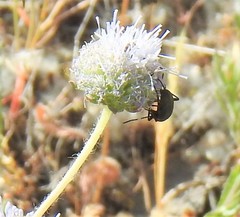 Jasione sessiliflora