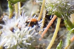 Jasione sessiliflora