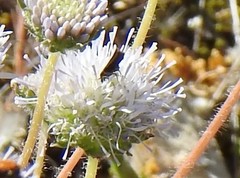 Jasione sessiliflora